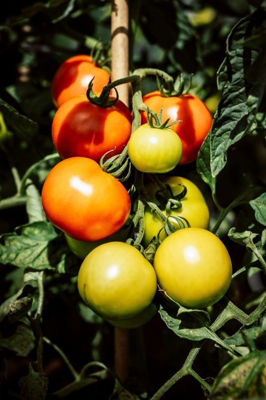 Tomato Crop